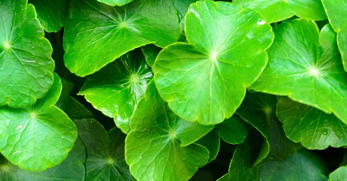 Ingredients We Love: Cica (Centella Asiatica)